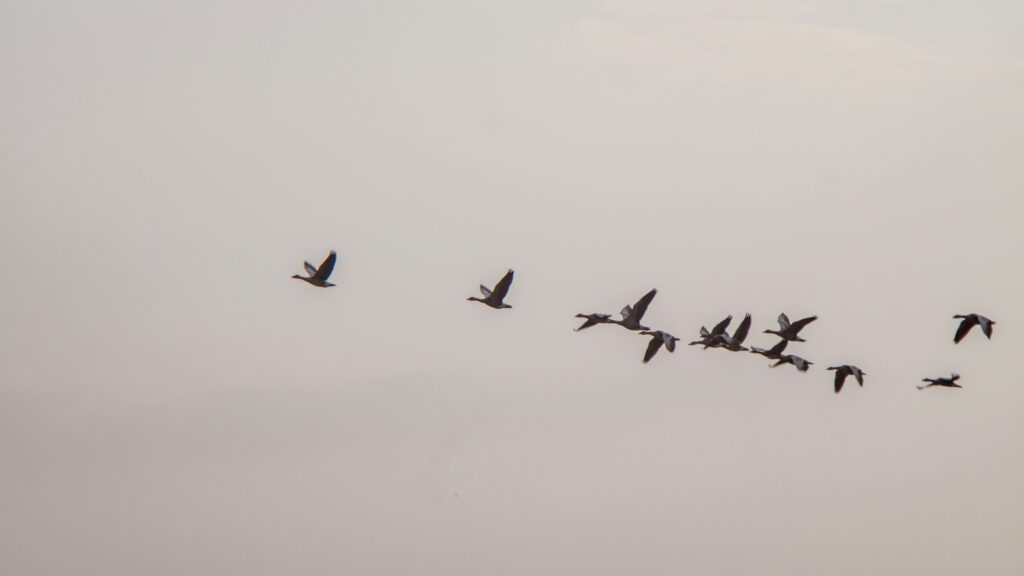 seo website migration
