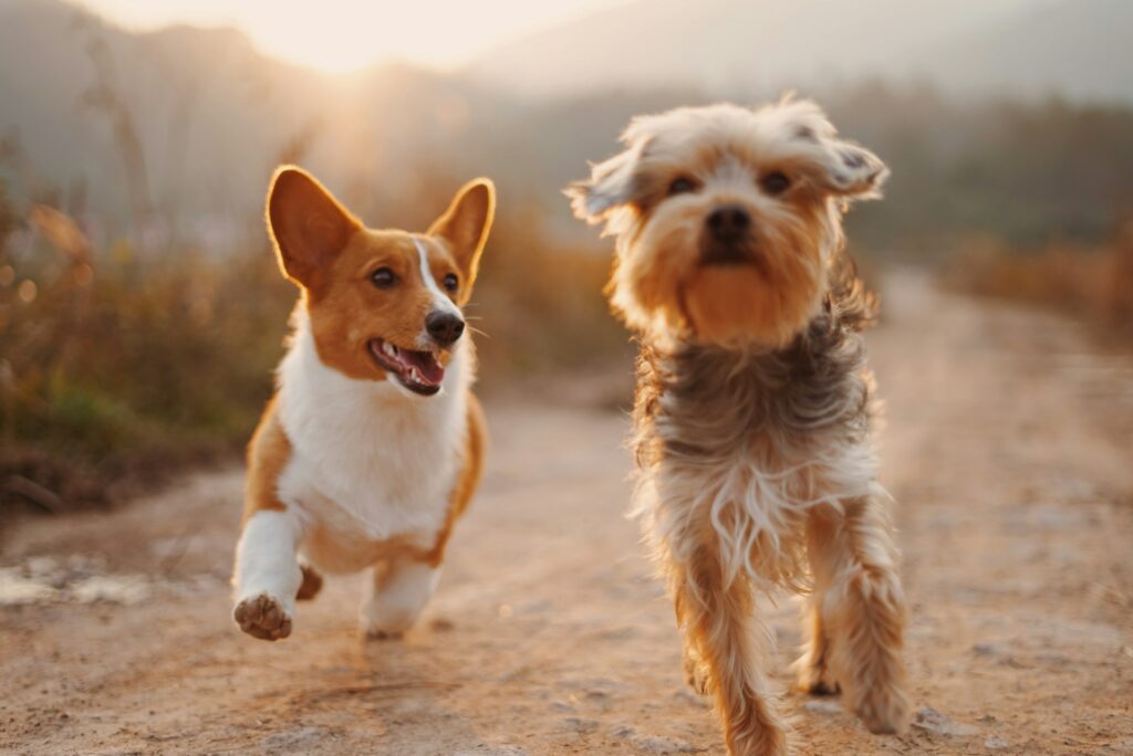 GEO for Pet Brands