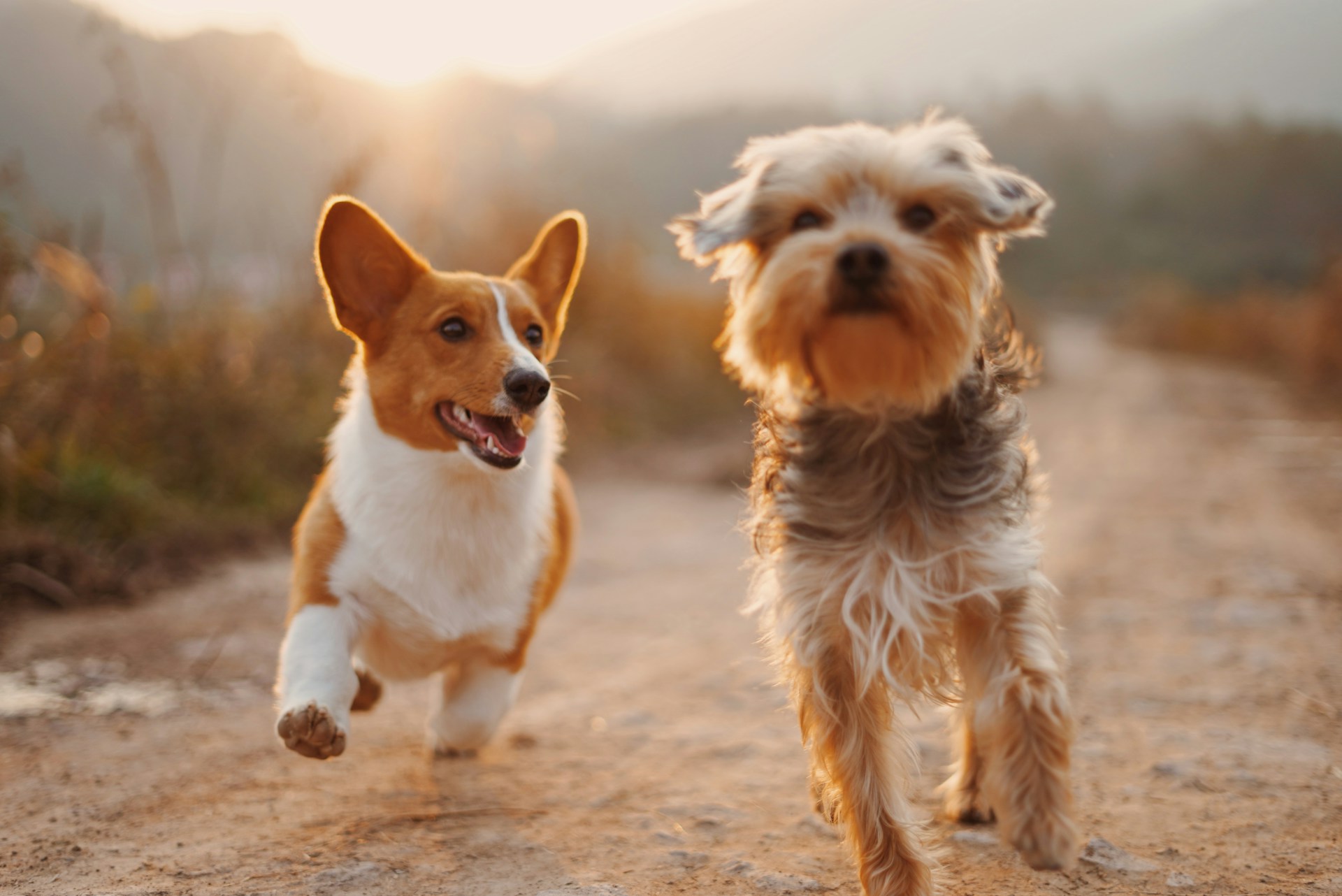 GEO for Pet Brands